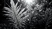 Tropical palm fronds with sunlight filtering through leaves in monochrome, suitable for nature and botanical backgrounds.