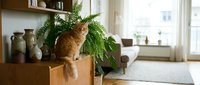 Ginger cat perched on wooden shelf among potted ferns and ceramic vessels in bright, minimalist living room with natural light from windows.