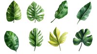 Watercolor tropical leaves collection featuring monstera, banana, and palm foliage in vibrant green shades on white background, ready for botanical designs and patterns.