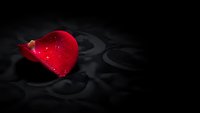 Red rose petal with water droplets on dark textured surface for romantic designs, Valentine's Day cards, love themes, wedding invitations and floral artwork.