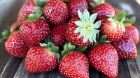Fresh ripe strawberries with green leaves and white flower on rustic wooden background, macro food photography showing texture and natural details.