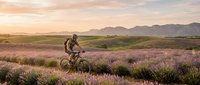 Male cyclist riding mountain bike through purple heather field at golden hour sunset with mountains in background for outdoor adventure and fitness concepts.