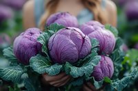 Purple cabbage heads with textured leaves held by a female farmer in an agricultural setting, suitable for farming, organic produce, and food industry marketing materials.