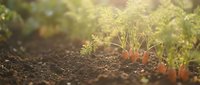 Young carrot seedlings growing in rich dark soil with warm sunlight filtering through garden foliage creating natural bokeh effect for organic farming content.