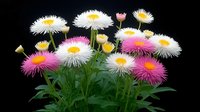 Vibrant pink and white everlasting daisies with spiky petals and yellow centers against dark background, fresh spring flowers with green foliage create natural arrangement.