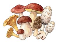 Assorted edible mushrooms including chanterelles and porcini varieties arranged together, suitable for culinary, botanical, and food illustration projects.