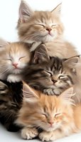 Adorable sleepy kittens pile with mixed color fluffy cats showing peaceful expressions and closed eyes on white background, creating heartwarming pet portrait.