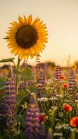 Bright sunflower blooming in colorful wildflower meadow during golden hour sunset with purple lupines and orange poppies in natural garden landscape.
