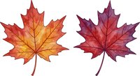 Watercolor autumn maple leaves in warm orange and deep burgundy colors isolated on white background for seasonal design projects.