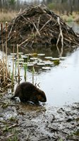 Beaver feeding near wooden dam lodge in wetland marsh with cattails and water lilies during spring season showcasing natural wildlife habitat and ecosystem.