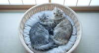 Two adorable gray tabby kittens sleeping peacefully together in wicker basket with soft white blanket by sunny window creating cozy domestic scene.