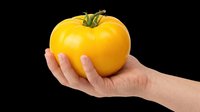 Hand holding a large ripe yellow tomato, isolated on transparent background. Ready for stickers, t-shirt design, print on demand, clipart, and sublimation use.