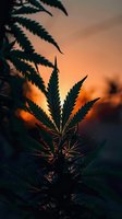 Cannabis plant silhouette against vibrant orange sunset sky, dark leaves in dramatic backlight creating moody atmospheric nature composition.