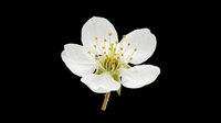 Delicate white flower with golden stamens isolated on transparent background, ready for t-shirt designs, clipart, stickers, print-on-demand products and sublimation projects.