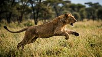 Young lion cub leaping across savanna grassland with trees in background, wildlife action shot for nature and animal content.