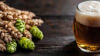 Fresh beer glass with foam head next to raw barley grains and green hop cones on dark wooden background, craft brewing ingredients macro photography.