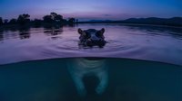 Hippopotamus partially submerged in river at twilight with split underwater view showing snout beneath surface, African wildlife scene for nature and animal content.