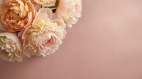 Soft peach peonies arranged in upper left corner on blush pink background with copy space for text, perfect for greeting cards.