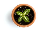 Young dieffenbachia plant with variegated leaves growing in traditional terracotta pot with fresh soil, viewed from above on white background, isolated.