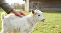 White goat being petted by farmer's hand on rural farm with barn and green pasture in background, livestock care and animal husbandry.