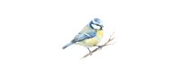 Blue tit bird perched on branch isolated on white background. Small songbird with yellow breast and blue cap for nature designs and ornithology projects.