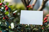 Blank white card nestled among green holly leaves with bright red berries, creating natural frame for holiday message or branding.