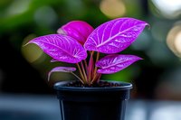 Vibrant pink philodendron plant with distinctive leaf veining pattern growing in black pot against blurred natural background, suitable for home decor and gardening content.