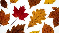 Autumn leaves collection with maple and oak foliage in vibrant red, orange, yellow and brown colors isolated on white background for seasonal designs.