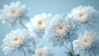 Delicate white chrysanthemum flowers in full bloom against soft blue background, creating dreamy and romantic mood. Macro photography captures intricate petal details.