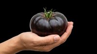 Dark purple eggplant held in open palm on transparent background, ready for clipart, t-shirt design, stickers, print-on-demand products and sublimation projects.