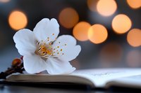White cherry blossom flower on open book with warm bokeh lights background creating peaceful reading atmosphere for spring literature concepts.