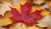 Red maple leaf with water drops resting on yellow autumn foliage background, macro nature photography showing seasonal change and fall colors in soft focus.
