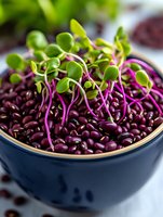 Fresh microgreens with purple stems growing from red beans in blue ceramic bowl, macro shot showing vibrant sprouts and healthy organic produce.