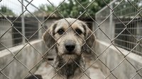 Sad homeless dog behind chain link fence at animal shelter waiting for adoption and new loving family home.