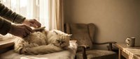 Elderly man grooming a fluffy Persian cat lying on a bed near a window in a cozy vintage home interior, warm tones, pet care.