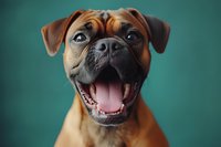 Happy Boxer dog with wide smile and bright eyes against turquoise background, close-up portrait showing joyful expression and characteristic breed features.