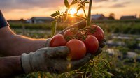 Farmer hands in gloves holding fresh ripe red tomatoes on vine at sunset in garden field, organic harvest concept.