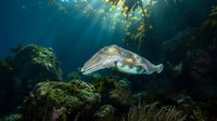 Cuttlefish swimming gracefully through underwater kelp forest with sunlight filtering down from surface creating magical marine scene for ocean wildlife photography.