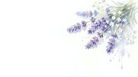 Isolated lavender flowers with green stems and baby's breath arranged in corner composition on white background, ready for design projects.