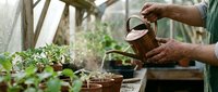 Senior gardener watering young seedlings with copper watering can in greenhouse. Organic farming and sustainable agriculture concept.