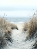 Sandy path through beach grass dunes leading to misty ocean horizon, creating serene coastal atmosphere with soft neutral tones and natural textures.