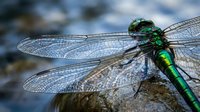 Macro close-up of green metallic dragonfly with transparent wings resting on stone surface. Nature insect photography with shallow depth of field background.