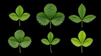 Strawberry leaves isolated on transparent background, ready for clipart, t-shirt design, print-on-demand products, stickers, and sublimation projects.