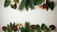 Tropical leaves frame with monstera, palm fronds, bird of paradise flowers and exotic foliage on white background for natural botanical design projects.