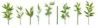 Fresh green bamboo branches with leaves arranged in row on white background, isolated botanical elements for sustainable design and eco-friendly concepts.