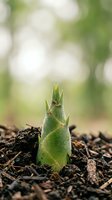 Young green plant sprout emerging from soil with blurred garden background, representing new growth, gardening, agriculture, and spring renewal for environmental and nature projects.