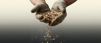 Farmer hands holding and pouring grains, seeds falling. Agricultural harvest, farming work, crop production, food industry concept.