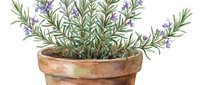 Potted rosemary herb plant with delicate purple flowers and green foliage in terracale container, isolated on white background for culinary and gardening design projects.
