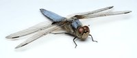 Detailed dragonfly with transparent wings and brown body isolated on white background for nature designs and educational materials.