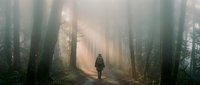 Solitary hiker walking through misty forest path with dramatic sunbeams filtering through tall trees creating atmospheric mood for outdoor adventure concepts.